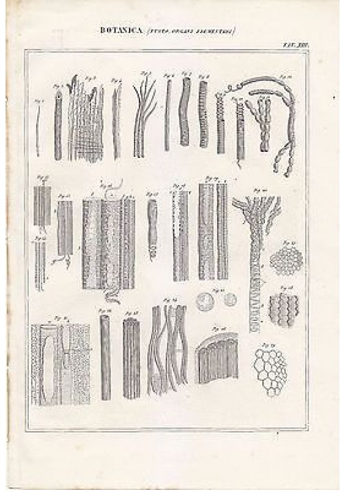 BOTANICA FUSTO ORGANI ELEMENTARI INCISIONE STAMPA RAME 1866 TAVOLA ANTICA