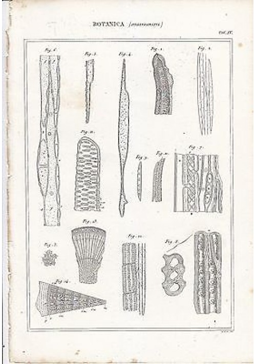 BOTANICA ORGANOGRAFIA INCISIONE STAMPA RAME 1866 TAVOLA ANTICA ORIGINALE