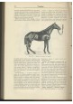 ESAURITO - DIZIONARIO VETERINARIO 2 volumi di P. Cagny e H. J. Gobert 1907 UTET