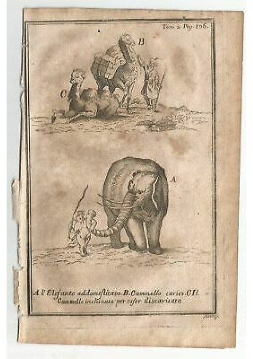 ELEFANTE CAMMELLO 1740 INCISIONE STAMPA ANTICA GRAVURE QUADRO