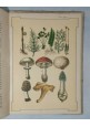 LA STORIA NATURALE crostacei molluschi di Fornari 1892 libro scolastico antico